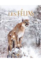 Les félins